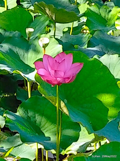 「台北植物園賞荷 」(Taipei Botanic garden Lotus pool), Taipei, Taiwan, SJKen, May 29, 2022.