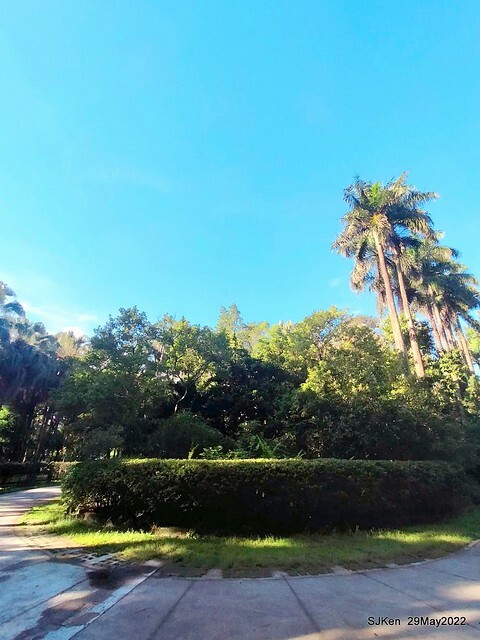 「台北植物園賞荷 」(Taipei Botanic garden Lotus pool), Taipei, Taiwan, SJKen, May 29, 2022.