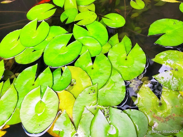 t Water Lily at Green World Hotel Nangang branch ,Taipei, Taiwan, SJKen, Jun 5, 2022.