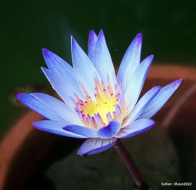 t Water Lily at Green World Hotel Nangang branch ,Taipei, Taiwan, SJKen, Jun 5, 2022.