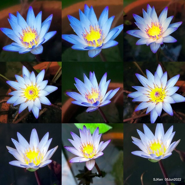 t Water Lily at Green World Hotel Nangang branch ,Taipei, Taiwan, SJKen, Jun 5, 2022.