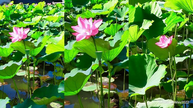 「台北植物園賞荷 」(Taipei Botanic garden Lotus pool), Taipei, Taiwan, SJKen, May 29, 2022.
