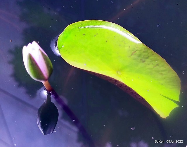 t Water Lily at Green World Hotel Nangang branch ,Taipei, Taiwan, SJKen, Jun 5, 2022.