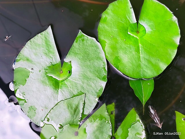 t Water Lily at Green World Hotel Nangang branch ,Taipei, Taiwan, SJKen, Jun 5, 2022.