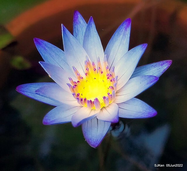 t Water Lily at Green World Hotel Nangang branch ,Taipei, Taiwan, SJKen, Jun 5, 2022.