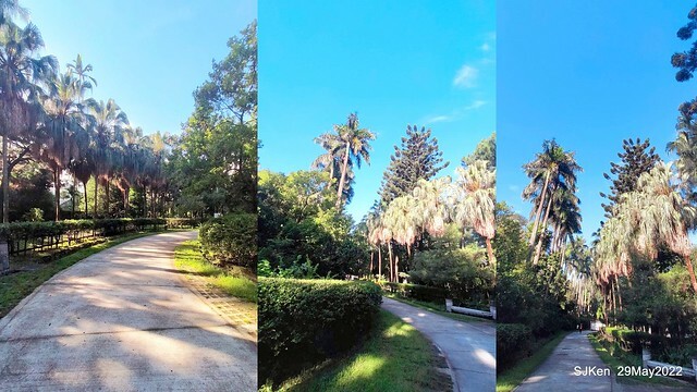 「台北植物園賞荷 」(Taipei Botanic garden Lotus pool), Taipei, Taiwan, SJKen, May 29, 2022.