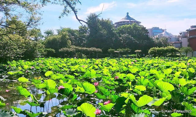 「台北植物園賞荷 」(Taipei Botanic garden Lotus pool), Taipei, Taiwan, SJKen, May 29, 2022.
