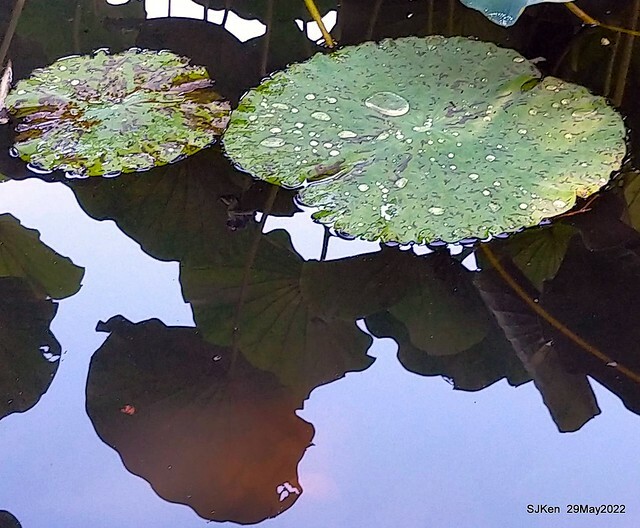 「台北植物園賞荷 」(Taipei Botanic garden Lotus pool), Taipei, Taiwan, SJKen, May 29, 2022.