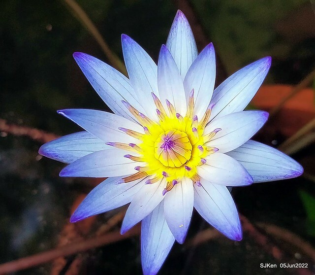 t Water Lily at Green World Hotel Nangang branch ,Taipei, Taiwan, SJKen, Jun 5, 2022.