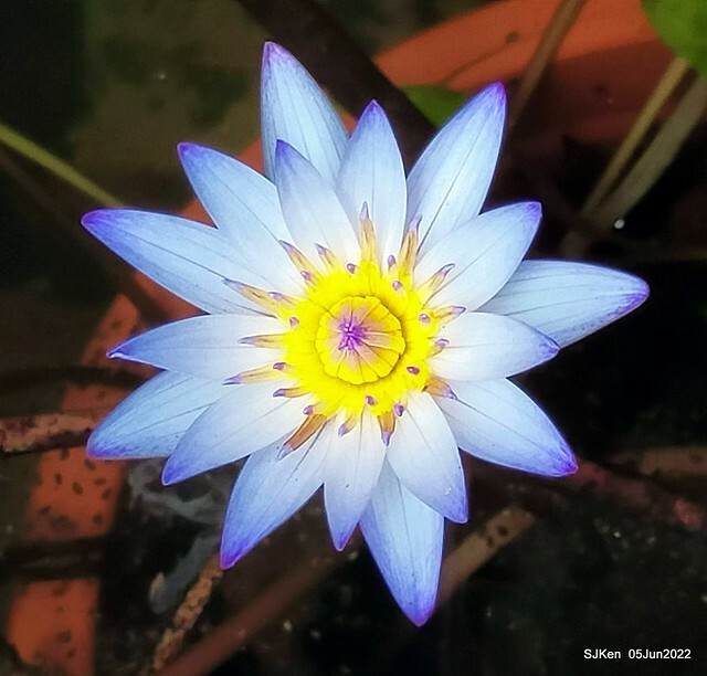 t Water Lily at Green World Hotel Nangang branch ,Taipei, Taiwan, SJKen, Jun 5, 2022.