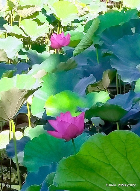 「台北植物園賞荷 」(Taipei Botanic garden Lotus pool), Taipei, Taiwan, SJKen, May 29, 2022.