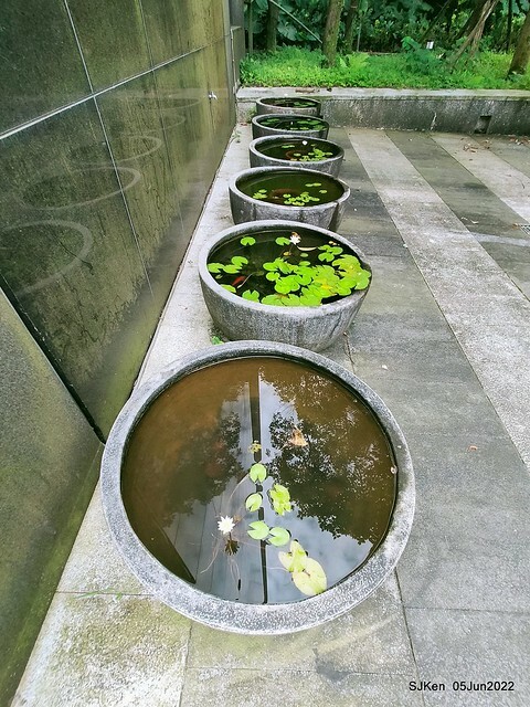 t Water Lily at Green World Hotel Nangang branch ,Taipei, Taiwan, SJKen, Jun 5, 2022.