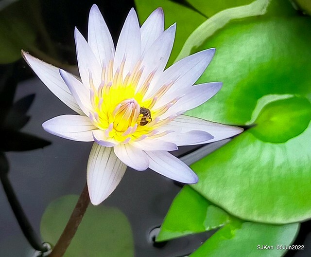 t Water Lily at Green World Hotel Nangang branch ,Taipei, Taiwan, SJKen, Jun 5, 2022.