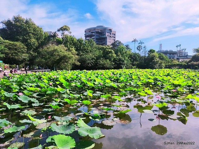 「台北植物園賞荷 」(Taipei Botanic garden Lotus pool), Taipei, Taiwan, SJKen, May 29, 2022.
