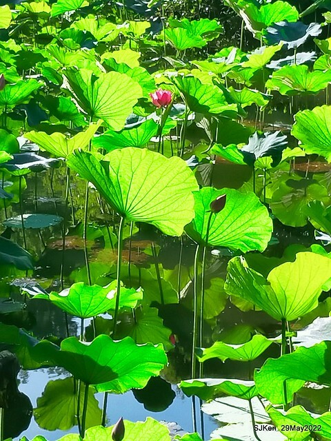 「台北植物園賞荷 」(Taipei Botanic garden Lotus pool), Taipei, Taiwan, SJKen, May 29, 2022.