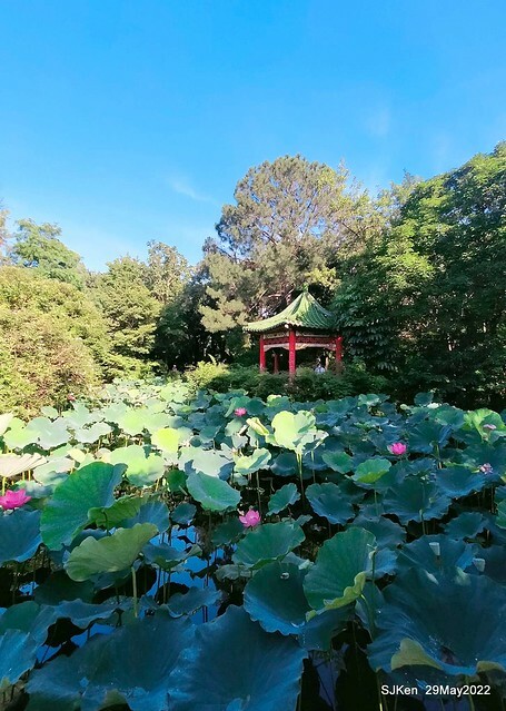 「台北植物園賞荷 」(Taipei Botanic garden Lotus pool), Taipei, Taiwan, SJKen, May 29, 2022.