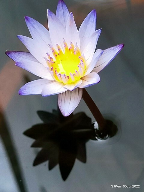 t Water Lily at Green World Hotel Nangang branch ,Taipei, Taiwan, SJKen, Jun 5, 2022.
