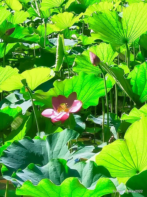 「台北植物園賞荷 」(Taipei Botanic garden Lotus pool), Taipei, Taiwan, SJKen, May 29, 2022.