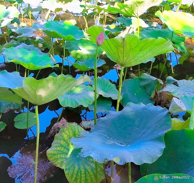 「台北植物園賞荷 」(Taipei Botanic garden Lotus pool), Taipei, Taiwan, SJKen, May 29, 2022.