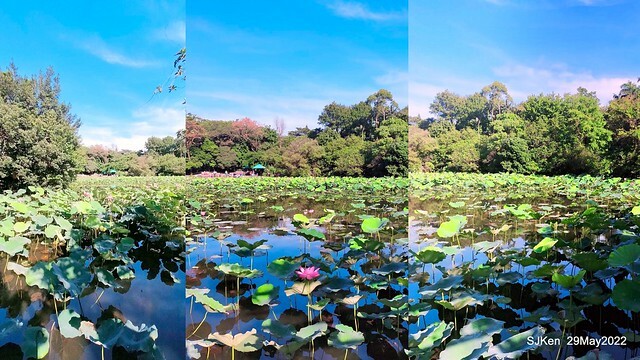 「台北植物園賞荷 」(Taipei Botanic garden Lotus pool), Taipei, Taiwan, SJKen, May 29, 2022.