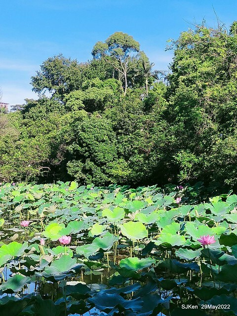 「台北植物園賞荷 」(Taipei Botanic garden Lotus pool), Taipei, Taiwan, SJKen, May 29, 2022.