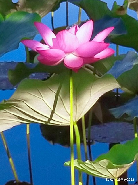 「台北植物園賞荷 」(Taipei Botanic garden Lotus pool), Taipei, Taiwan, SJKen, May 29, 2022.