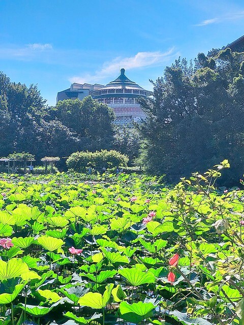 「台北植物園賞荷 」(Taipei Botanic garden Lotus pool), Taipei, Taiwan, SJKen, May 29, 2022.
