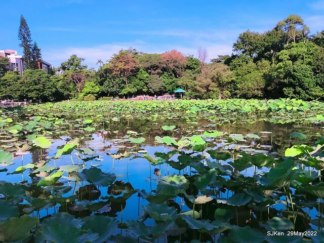「台北植物園賞荷 」(Taipei Botanic garden Lotus pool), Taipei, Taiwan, SJKen, May 29, 2022.