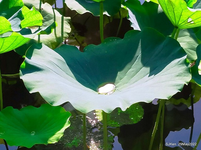 「台北植物園賞荷 」(Taipei Botanic garden Lotus pool), Taipei, Taiwan, SJKen, May 29, 2022.