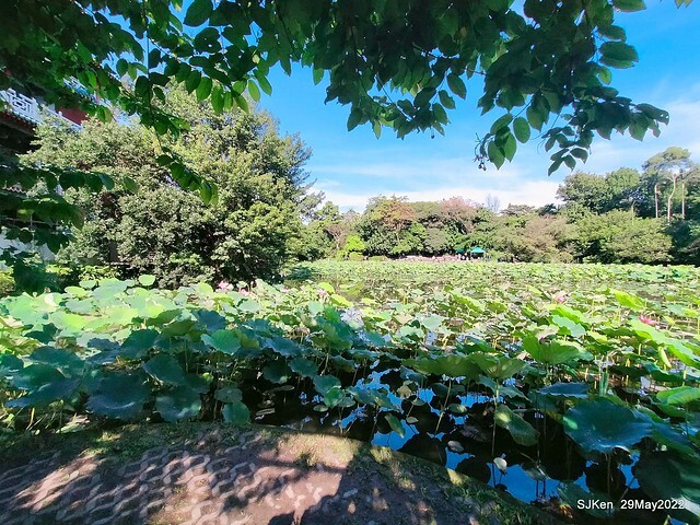 「台北植物園賞荷 」(Taipei Botanic garden Lotus pool), Taipei, Taiwan, SJKen, May 29, 2022.