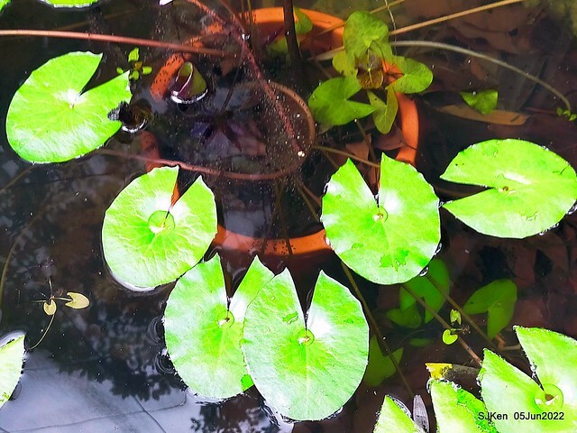 t Water Lily at Green World Hotel Nangang branch ,Taipei, Taiwan, SJKen, Jun 5, 2022.