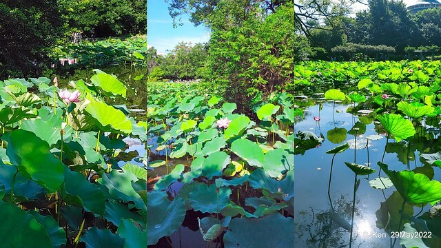 「台北植物園賞荷 」(Taipei Botanic garden Lotus pool), Taipei, Taiwan, SJKen, May 29, 2022.