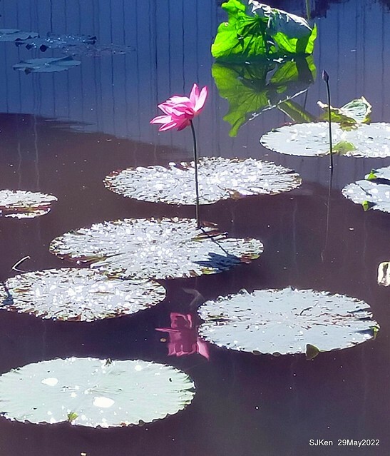 「台北植物園賞荷 」(Taipei Botanic garden Lotus pool), Taipei, Taiwan, SJKen, May 29, 2022.