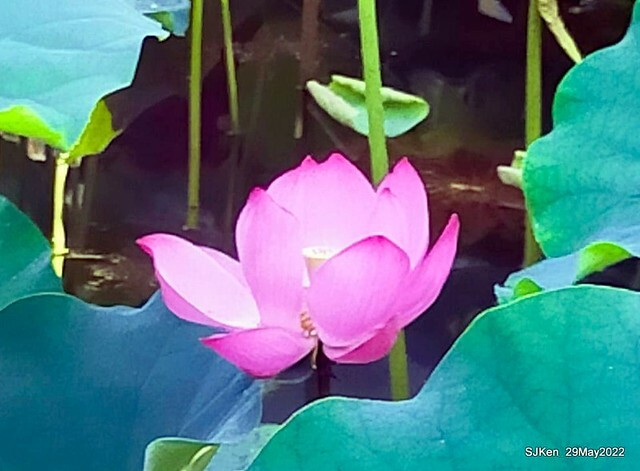 「台北植物園賞荷 」(Taipei Botanic garden Lotus pool), Taipei, Taiwan, SJKen, May 29, 2022.