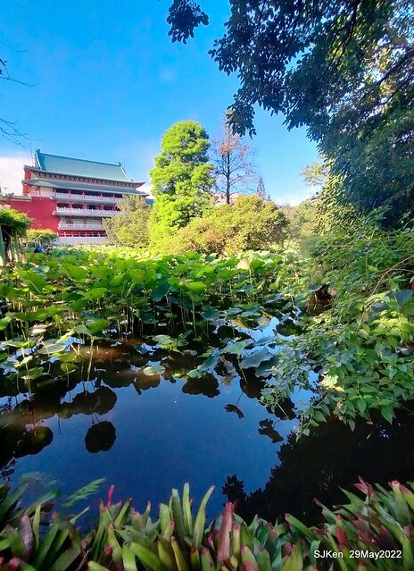 「台北植物園賞荷 」(Taipei Botanic garden Lotus pool), Taipei, Taiwan, SJKen, May 29, 2022.
