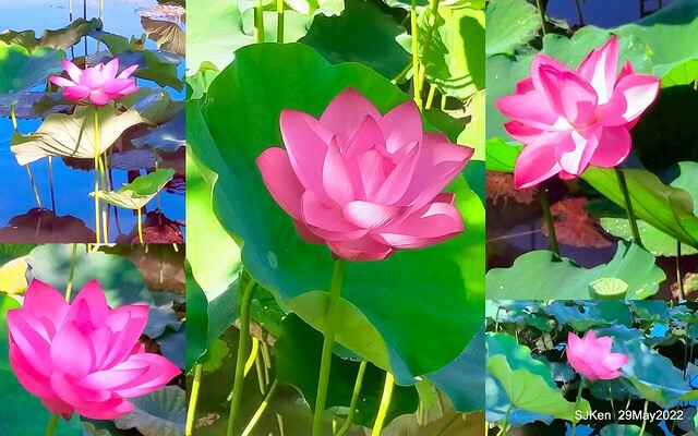 「台北植物園賞荷 」(Taipei Botanic garden Lotus pool), Taipei, Taiwan, SJKen, May 29, 2022.