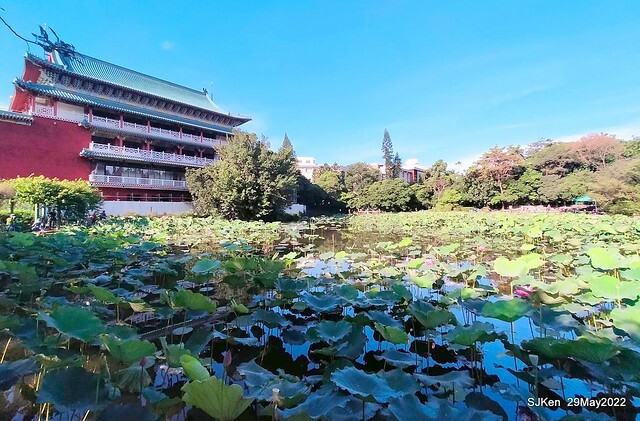 「台北植物園賞荷 」(Taipei Botanic garden Lotus pool), Taipei, Taiwan, SJKen, May 29, 2022.