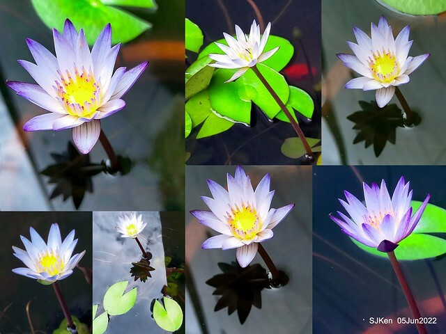 t Water Lily at Green World Hotel Nangang branch ,Taipei, Taiwan, SJKen, Jun 5, 2022.