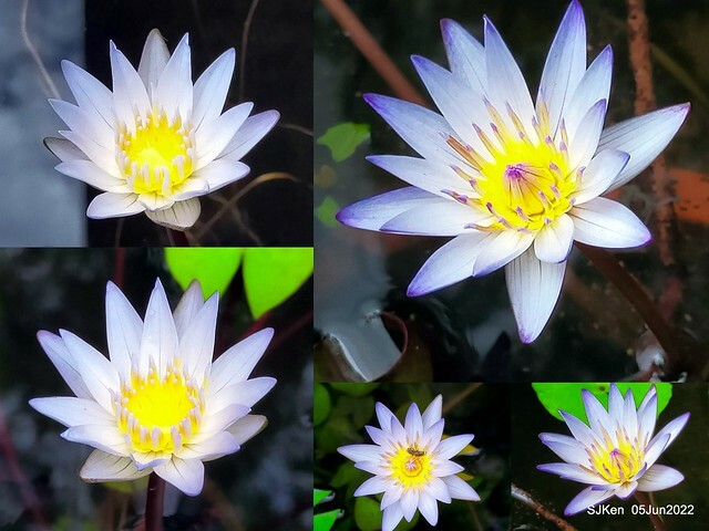 t Water Lily at Green World Hotel Nangang branch ,Taipei, Taiwan, SJKen, Jun 5, 2022.