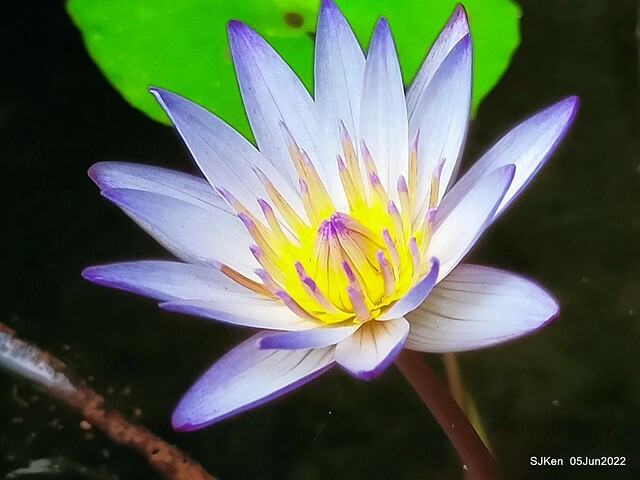t Water Lily at Green World Hotel Nangang branch ,Taipei, Taiwan, SJKen, Jun 5, 2022.
