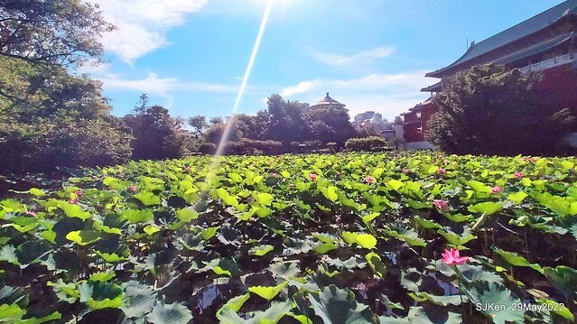 「台北植物園賞荷 」(Taipei Botanic garden Lotus pool), Taipei, Taiwan, SJKen, May 29, 2022.