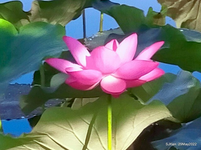「台北植物園賞荷 」(Taipei Botanic garden Lotus pool), Taipei, Taiwan, SJKen, May 29, 2022.