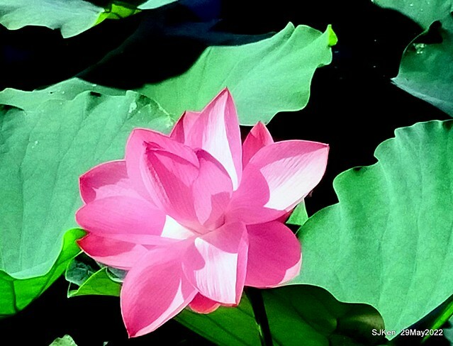 「台北植物園賞荷 」(Taipei Botanic garden Lotus pool), Taipei, Taiwan, SJKen, May 29, 2022.