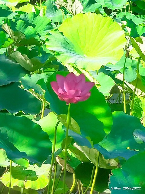 「台北植物園賞荷 」(Taipei Botanic garden Lotus pool), Taipei, Taiwan, SJKen, May 29, 2022.