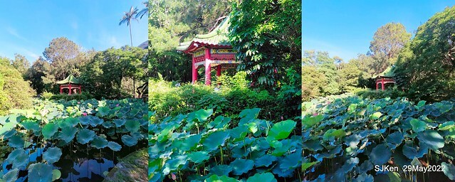 「台北植物園賞荷 」(Taipei Botanic garden Lotus pool), Taipei, Taiwan, SJKen, May 29, 2022.