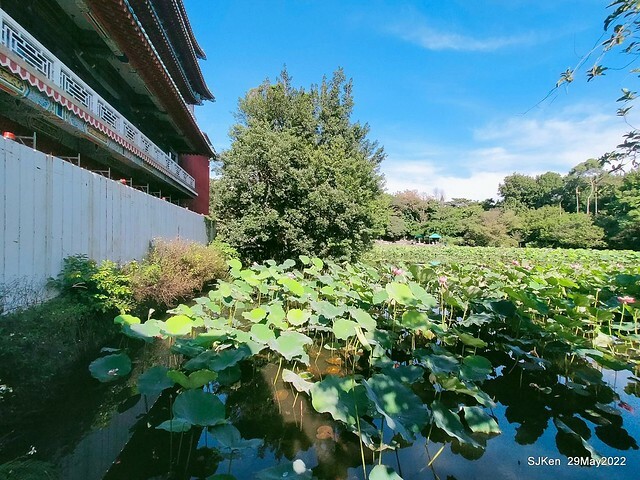 「台北植物園賞荷 」(Taipei Botanic garden Lotus pool), Taipei, Taiwan, SJKen, May 29, 2022.