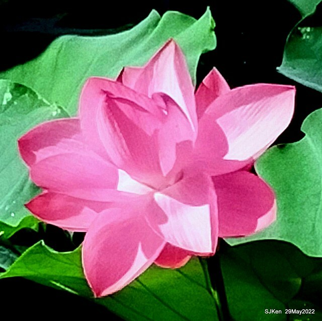 「台北植物園賞荷 」(Taipei Botanic garden Lotus pool), Taipei, Taiwan, SJKen, May 29, 2022.