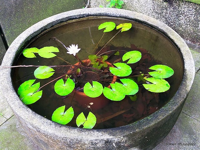 t Water Lily at Green World Hotel Nangang branch ,Taipei, Taiwan, SJKen, Jun 5, 2022.