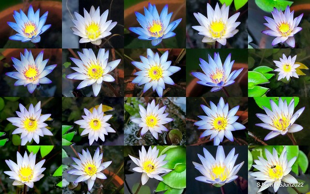 t Water Lily at Green World Hotel Nangang branch ,Taipei, Taiwan, SJKen, Jun 5, 2022.