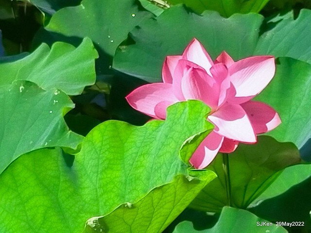 「台北植物園賞荷 」(Taipei Botanic garden Lotus pool), Taipei, Taiwan, SJKen, May 29, 2022.